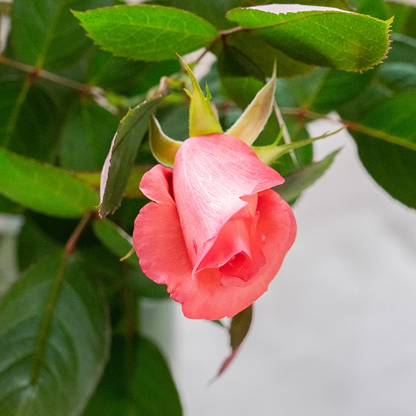 品種名COMING SOON